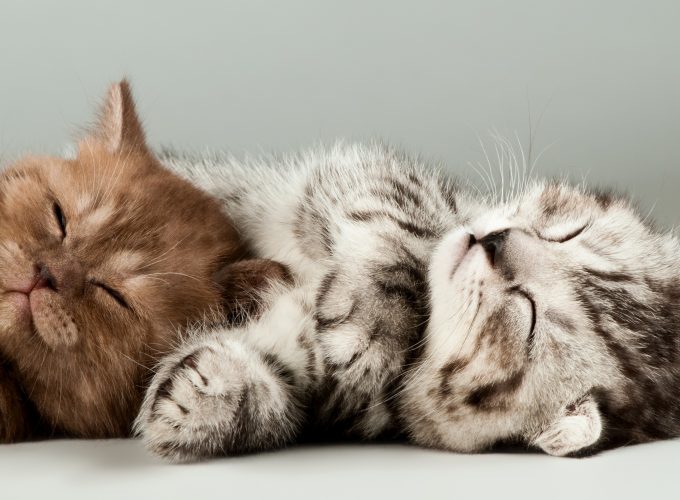 Wallpaper kittens, cats, cute, 4k, Animals 8893815477